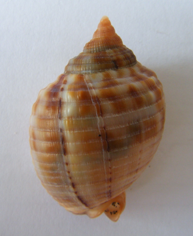 Phalium granulatum juv.